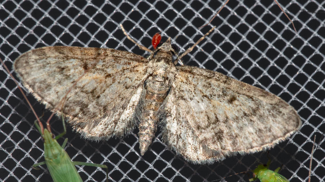 Eupithecia inturbata - juhar-törpearaszoló