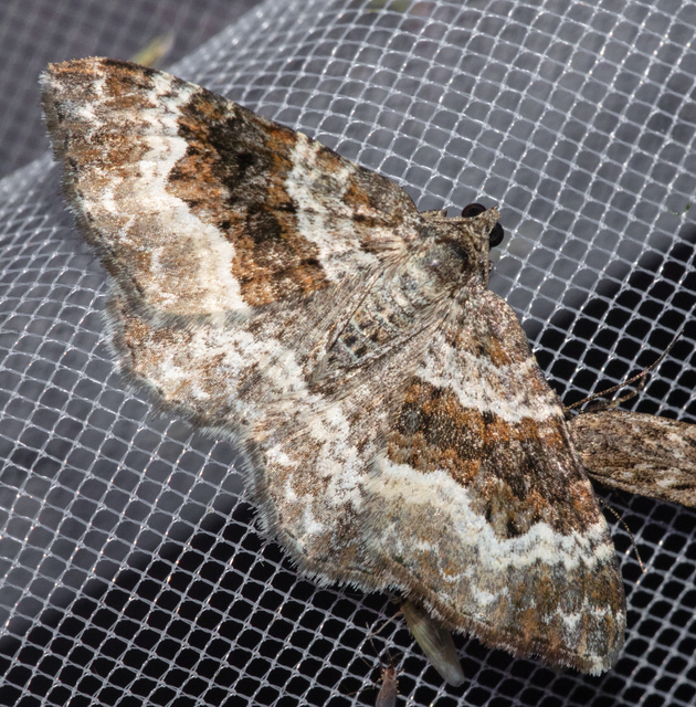 Epirrhoe alternata - galaj-tarkaaraszoló