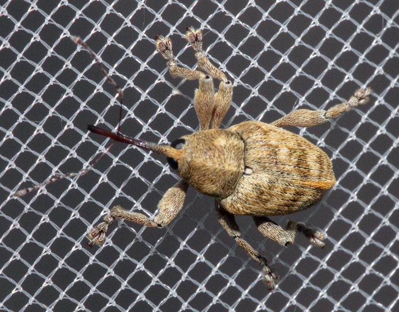 Curculio venosus - tarajos zsuzsóka