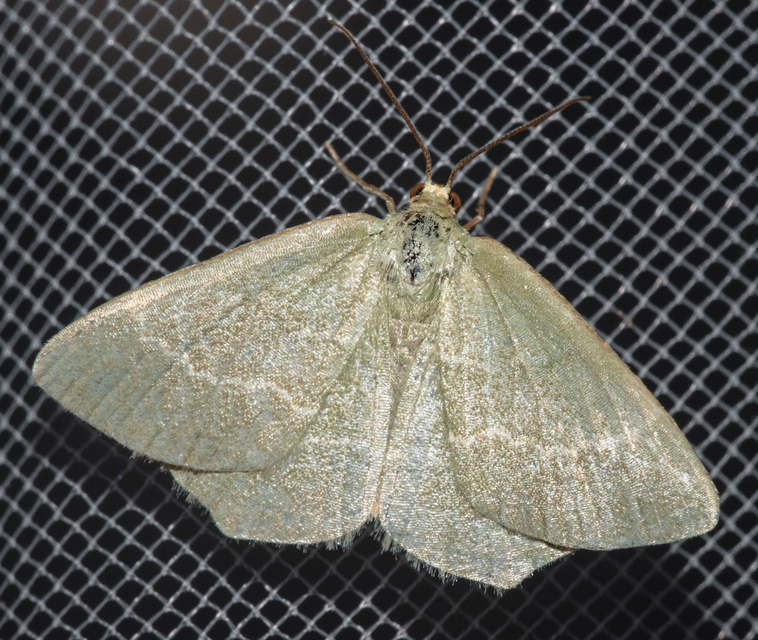 Chlorissa cloraria - sárgászöld araszoló