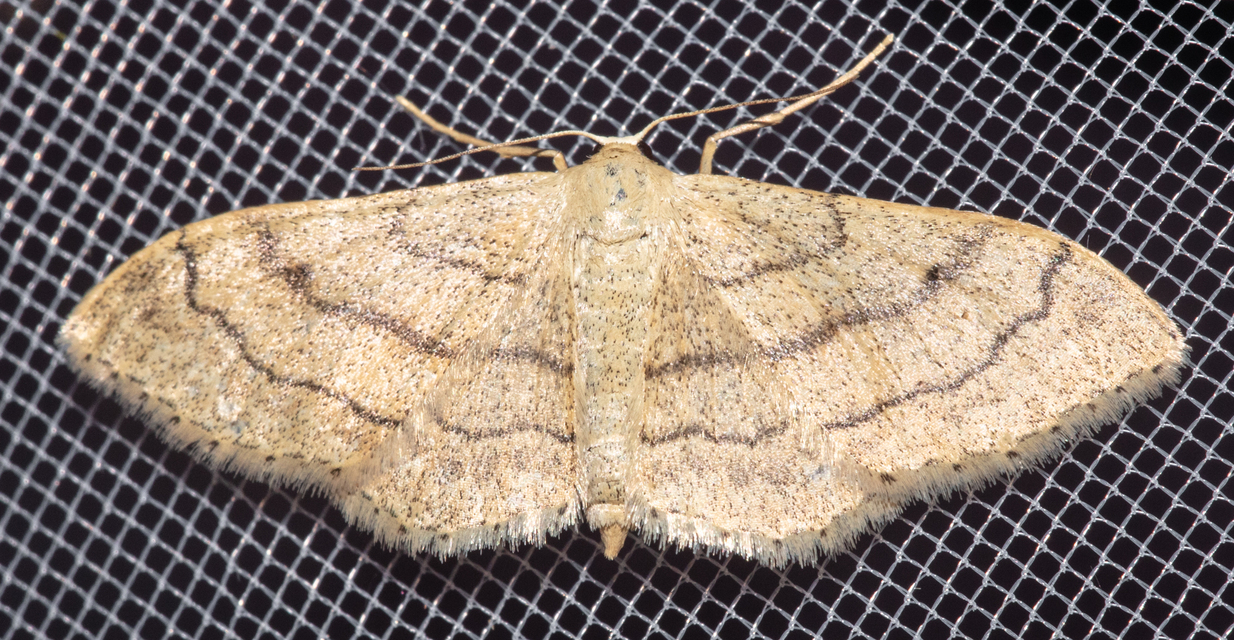 Idaea aversata - nagy sávosaraszoló