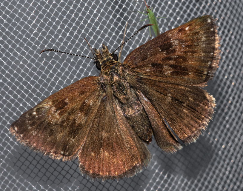 Erynnis tages - cigánylepke