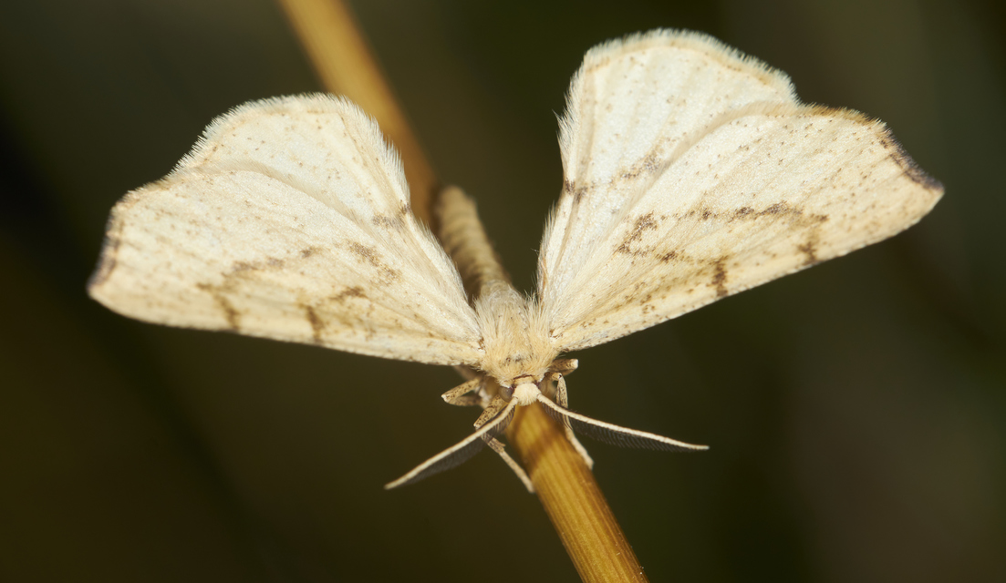 Hypoxystis pluviaria - hegyesszárnyú lápiaraszoló