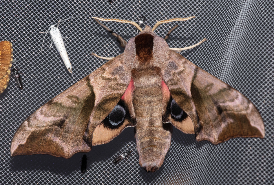 Smerinthus ocellatus - esti pávaszem
