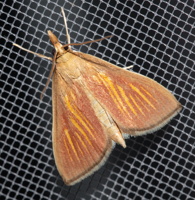 Nascia cilialis - sásrágó tűzmoly
