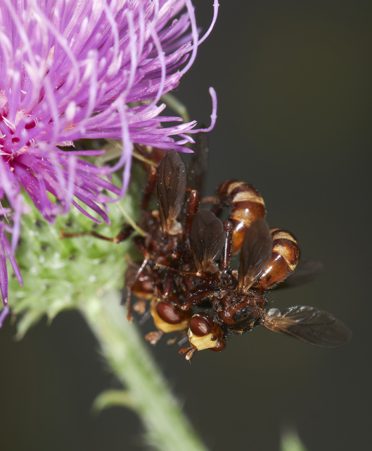 Conopidae - fejeslegyek
