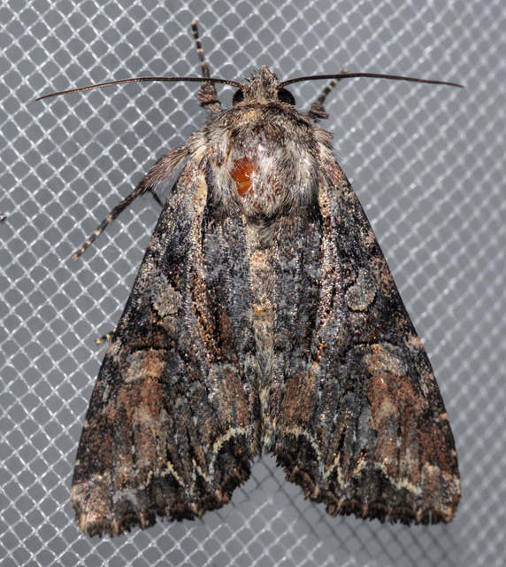 Lacanobia thalassina - borbolya-kertibagoly