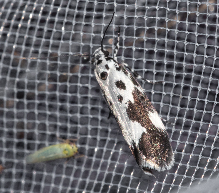 Ethmia quadrillella - gyászos feketemoly
