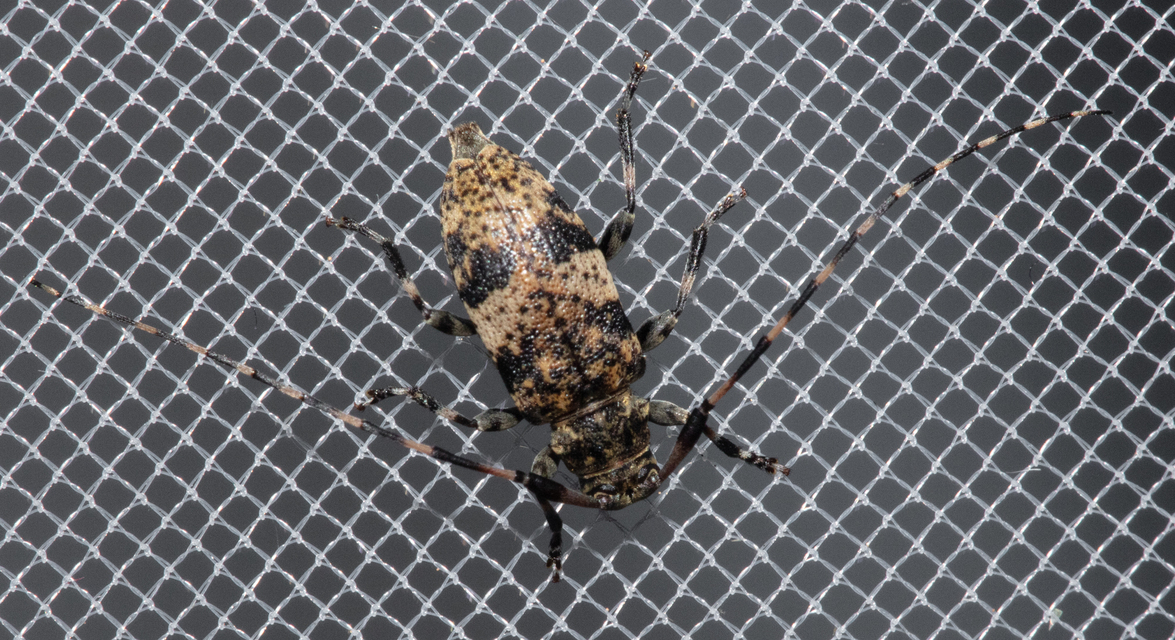 Leiopus nebulosus - öves gesztcincér