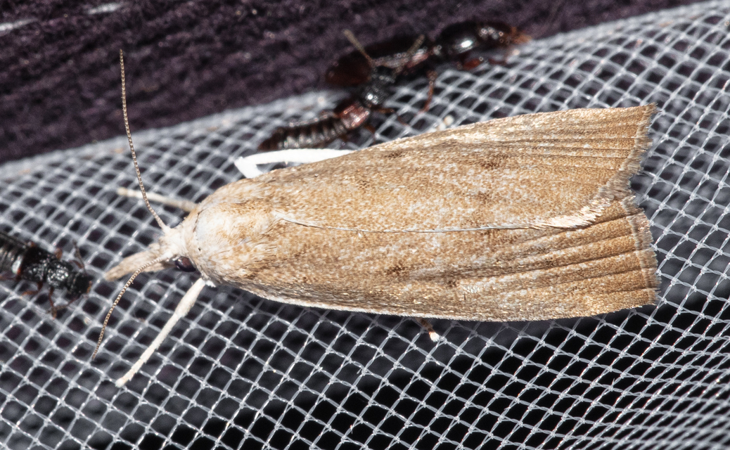 Calamotropha paludella - barna nádlevélmoly