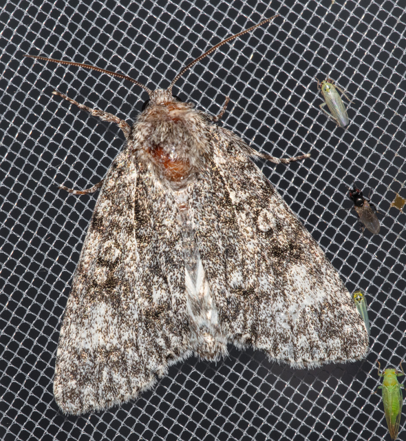 Acronicta megacephala - nagyfejű szigonyosbagoly