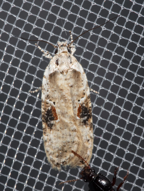 Agonopterix alstromeriana - bürök-laposmoly