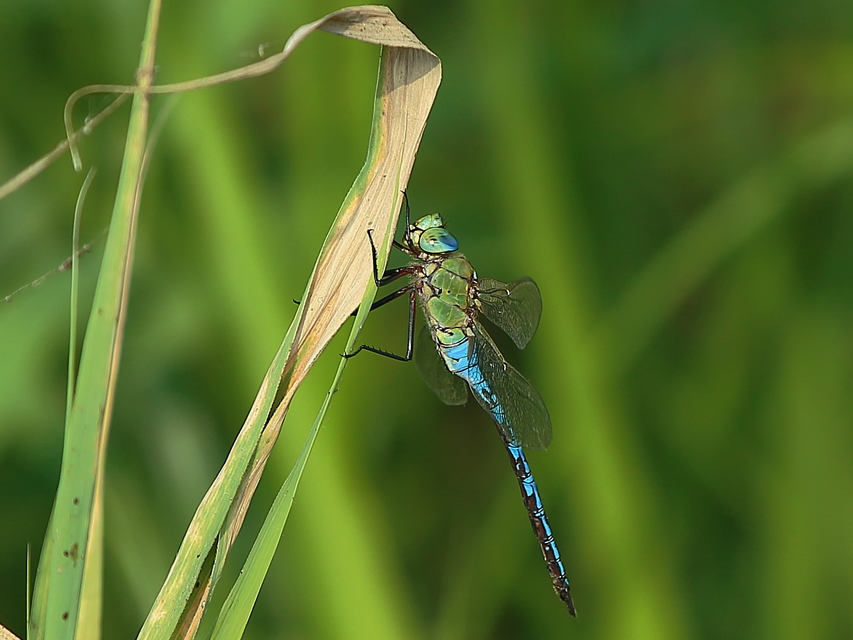 Anax imperator - zöld óriásacsa
