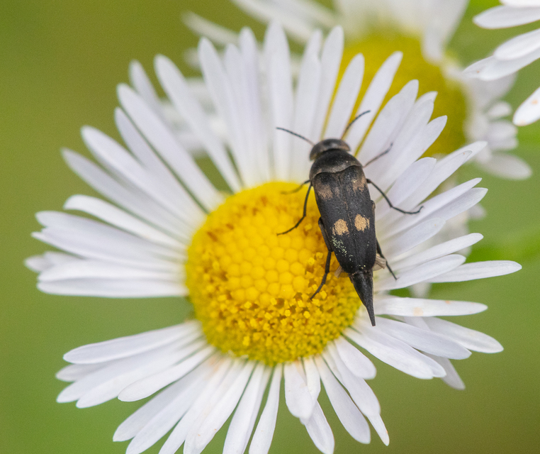 Variimorda villosa - szalagos maróka