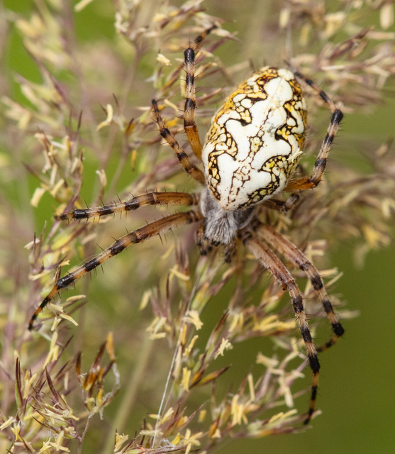 Aculepeira ceropegia - hegyi fehérsávos-keresztespók