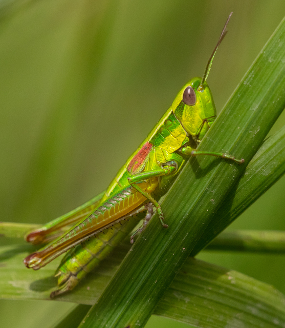 Euthystira brachyptera - smaragdzöld sáska