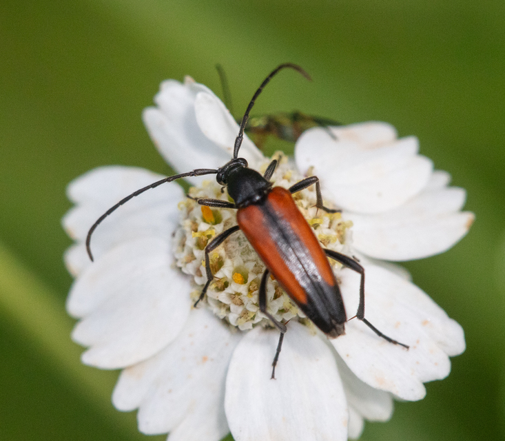 Stenurella melanura - feketevégű karcsúcincér