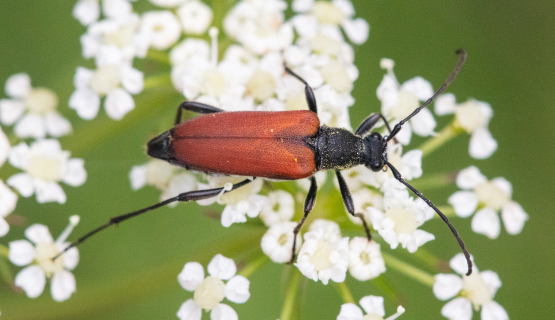 Anastrangalia sanguinolenta - kétszínű virágcincér