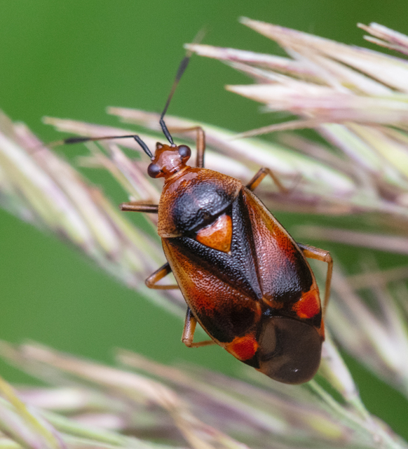 Deraeocoris ruber - vöröses mezeipoloska