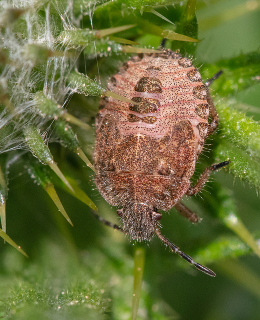 Dolycoris baccarum - közönséges bogyómászó-poloska