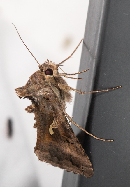 Autographa gamma - gammalepke