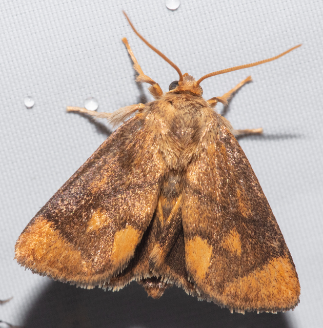 Apoda limacodes - kagylólepke