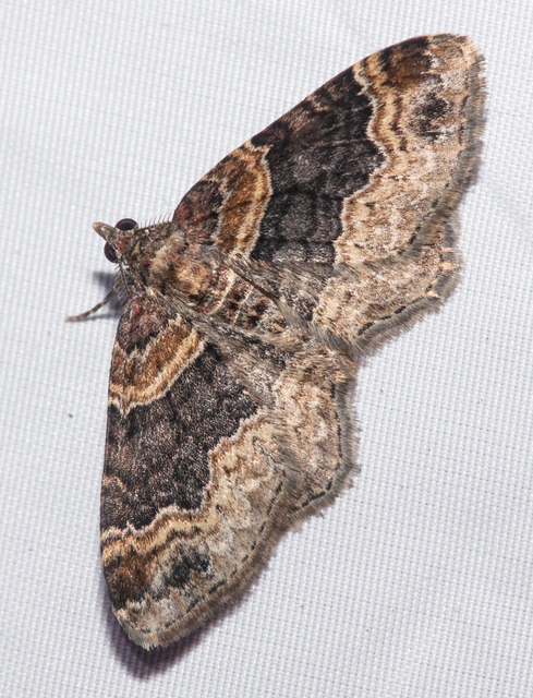 Xanthorhoe ferrugata - kerti tarkaaraszoló