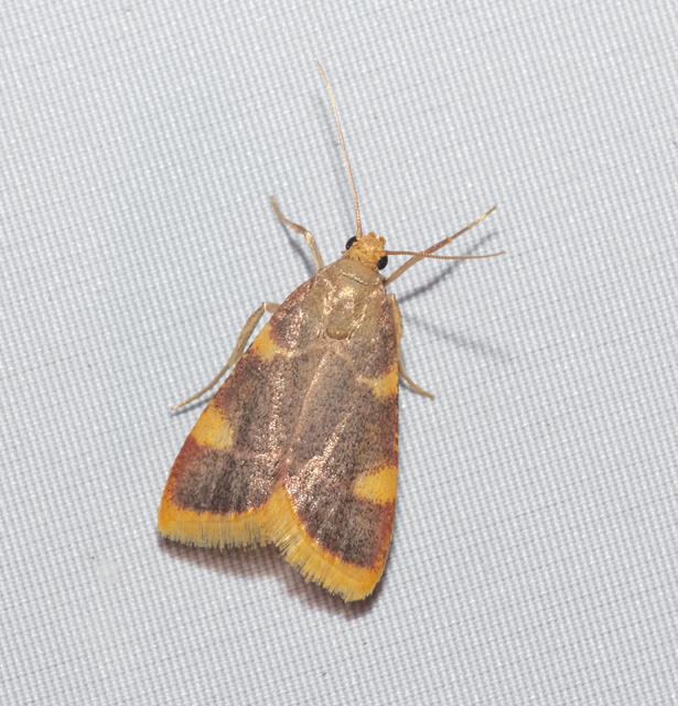 Hypsopygia costalis - szénailonca