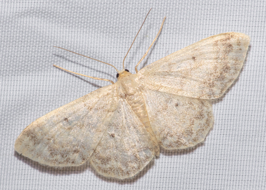 Idaea biselata - mocsári sávosaraszoló