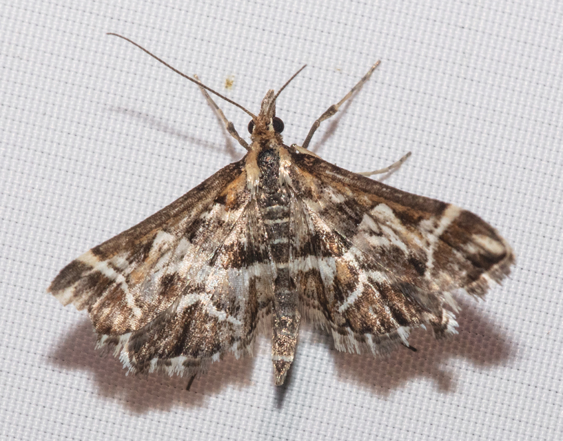 Diasemia reticularis - betűmintás tűzmoly