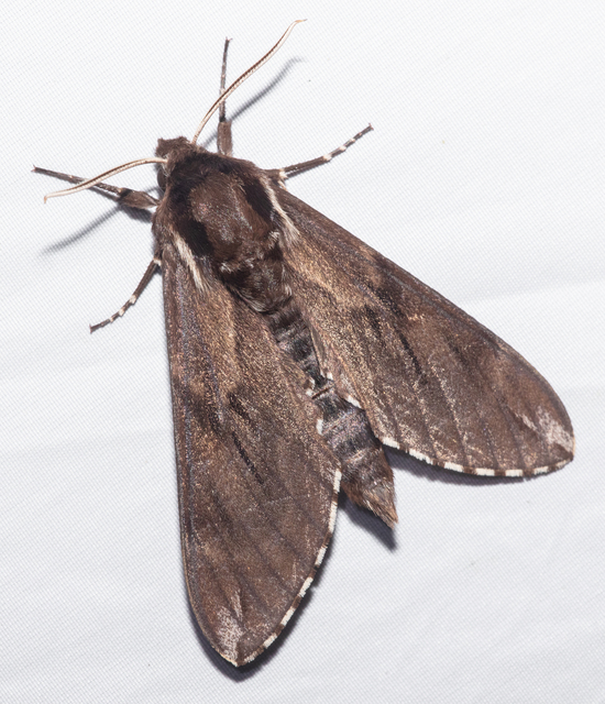 Hyloicus pinastri - fenyőszender