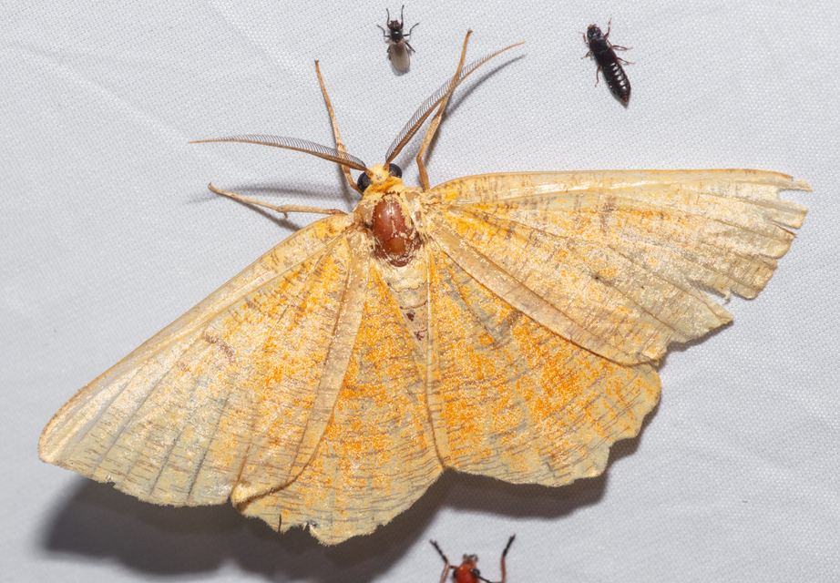 Angerona prunaria - sárga kökényaraszoló
