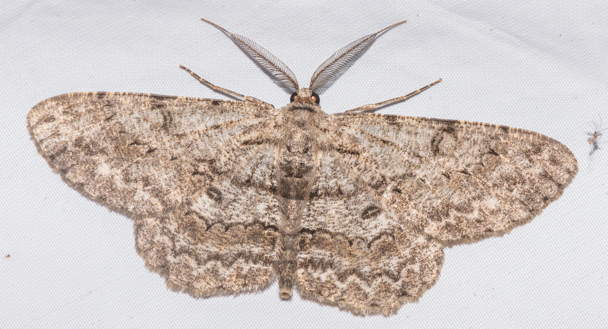 Hypomecis punctinalis - pettyes faaraszoló