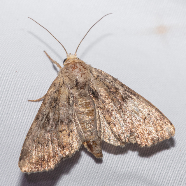 Loscopia scolopacina - csinos dudvabagoly