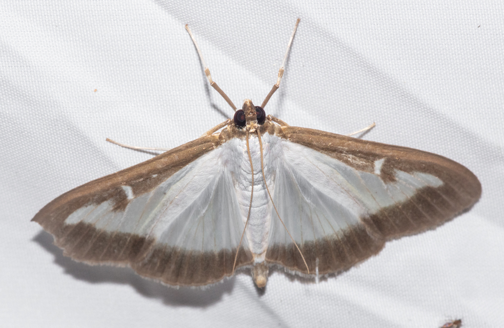 Cydalima perspectalis - puszpáng-tűzmoly