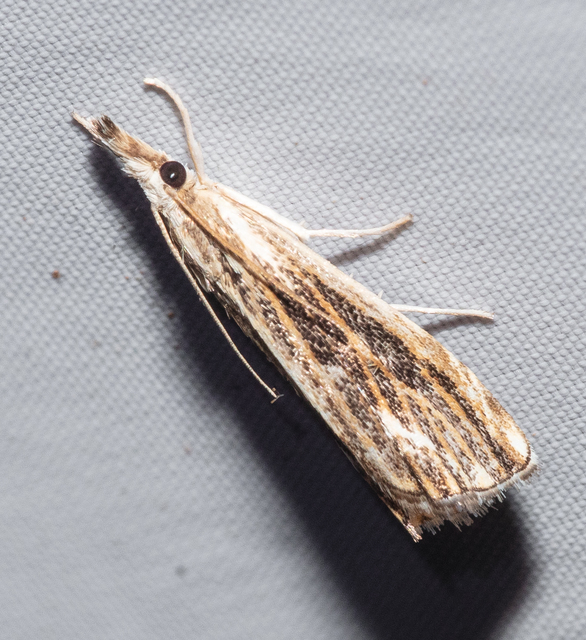Catoptria verellus - kormos fűgyökérmoly