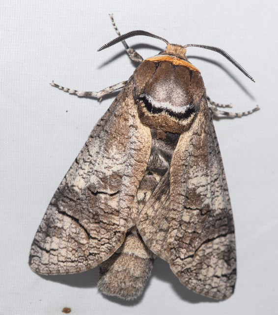 Cossus cossus - fűzfarontólepke