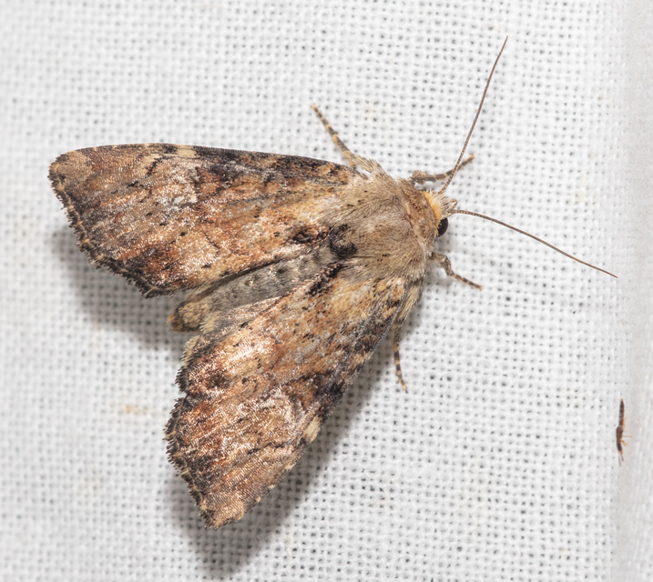 Loscopia scolopacina - csinos dudvabagoly