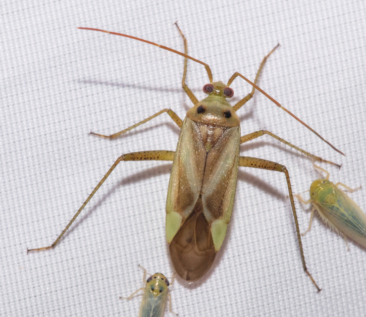 Adelphocoris lineolatus - lucernapoloska