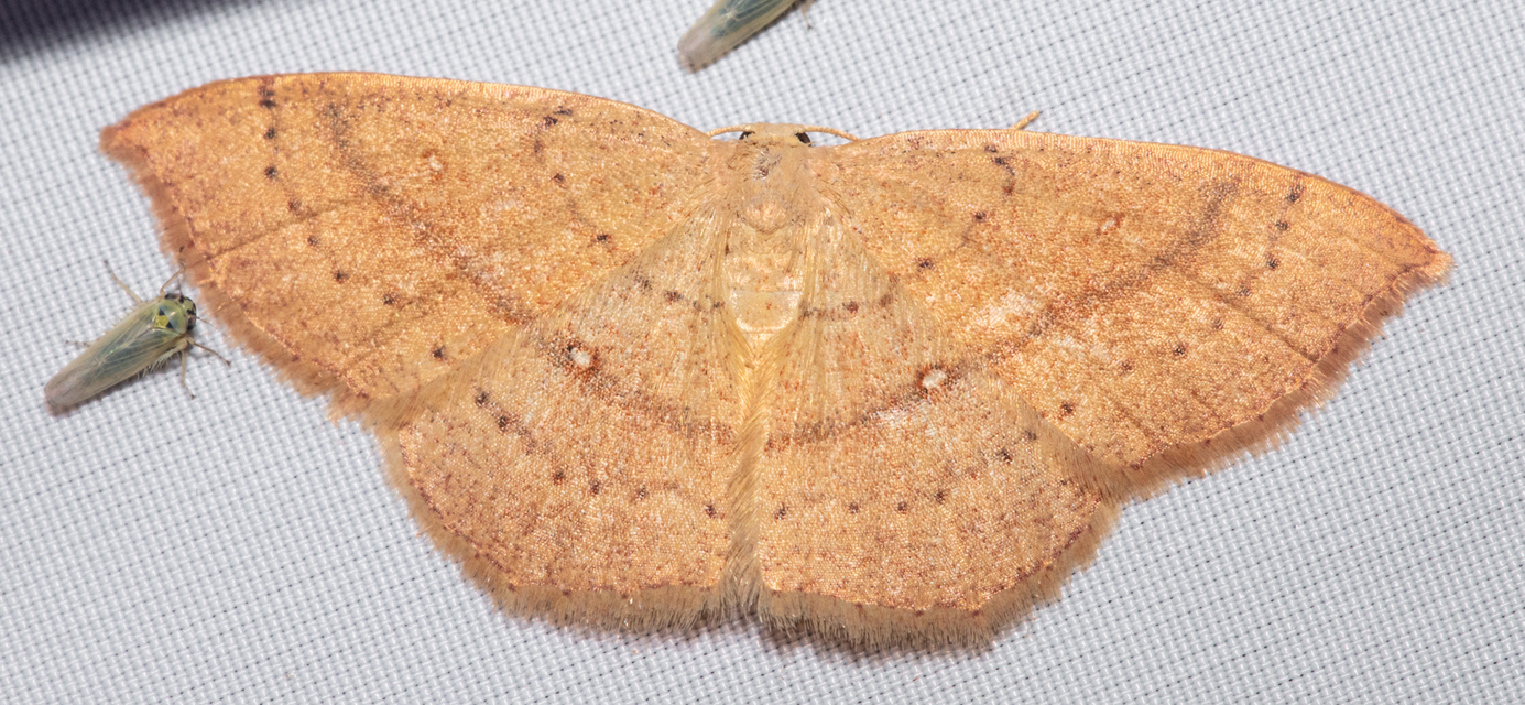 Cyclophora linearia - vonalas pettyesaraszoló