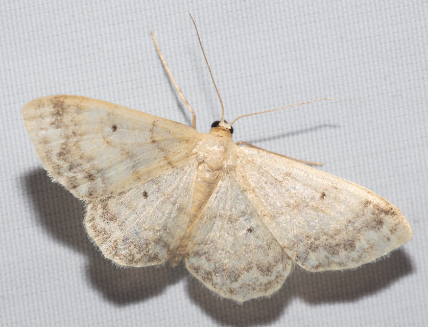 Idaea biselata - mocsári sávosaraszoló