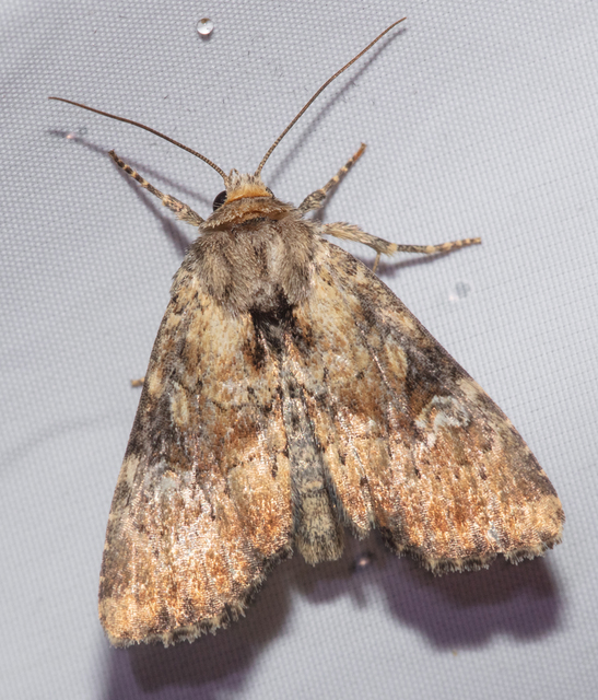 Loscopia scolopacina - csinos dudvabagoly