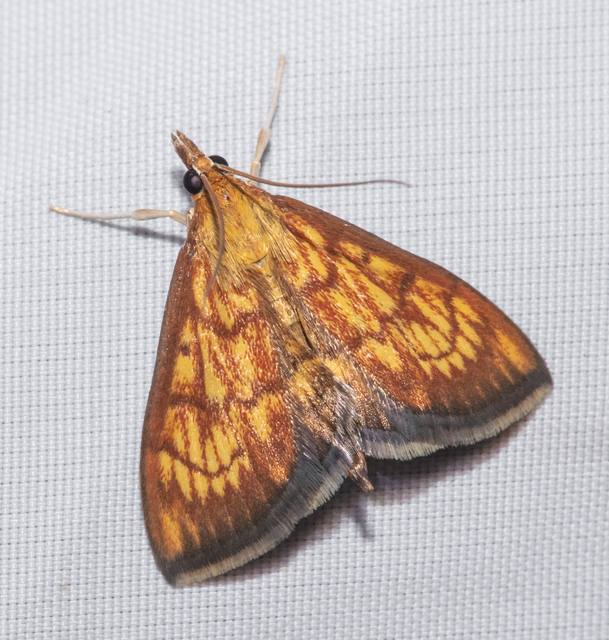 Ecpyrrhorrhoe rubiginalis - rozsdavörös tűzmoly