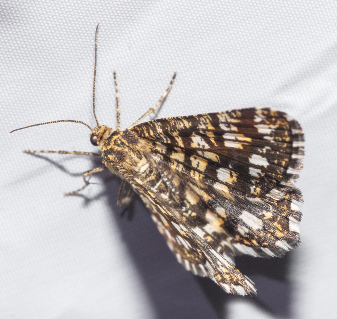 Chiasmia clathrata - rácsos rétiaraszoló