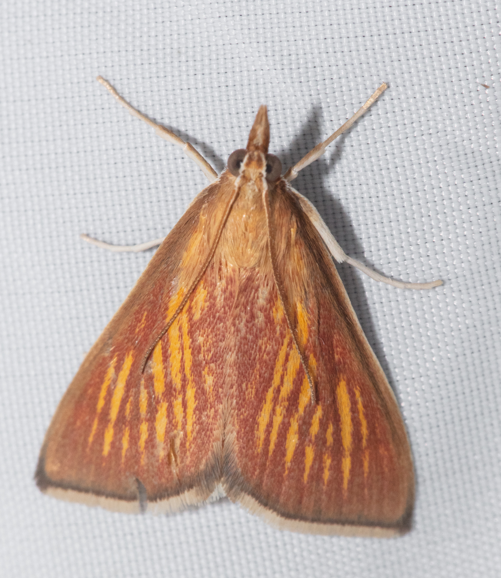 Nascia cilialis - sásrágó tűzmoly