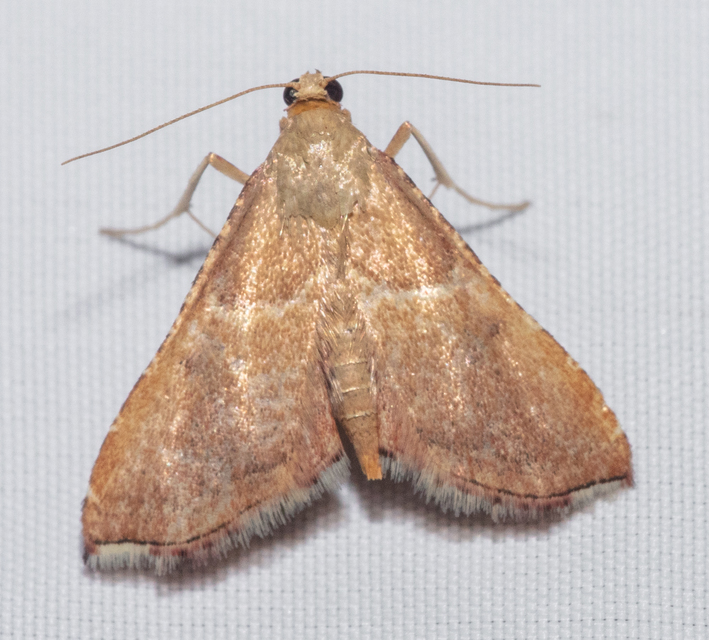 Endotricha flammealis - tüzesszárnyú fényilonca