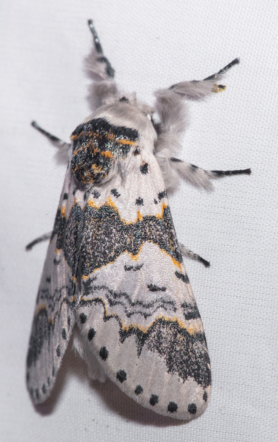Furcula bicuspis - apáca-púposszövő