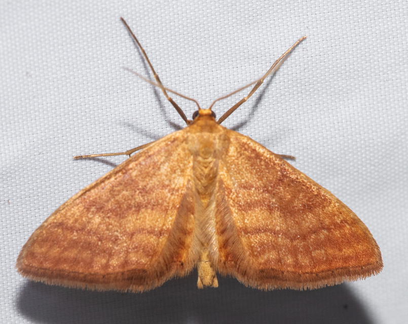 Idaea ochrata - okkerszínű sávosaraszoló