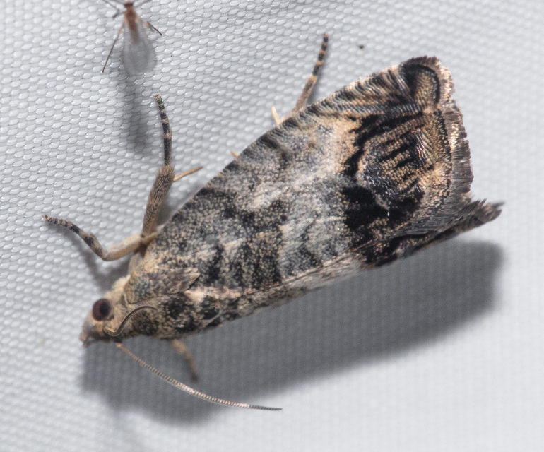 Cydia splendana - tölgymakkmoly