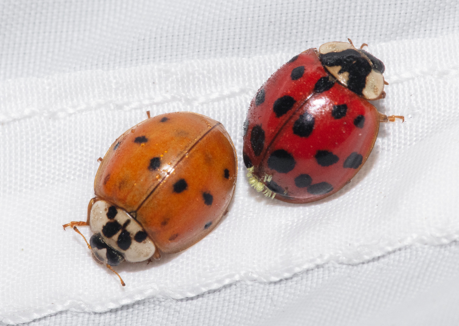 Harmonia axyridis - harlekinkatica